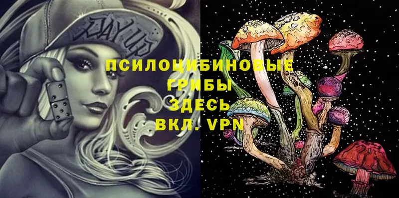 наркошоп  Воронеж  Псилоцибиновые грибы Psilocybe 